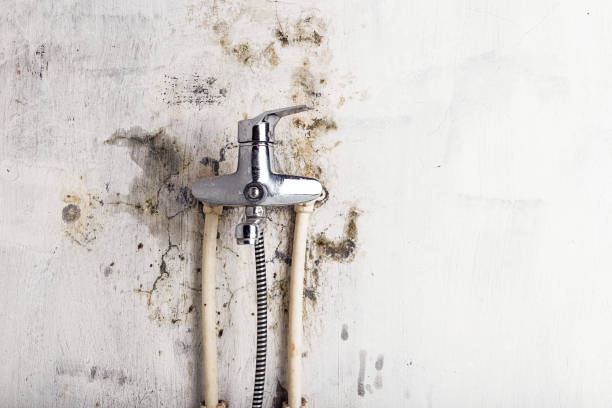 Mold Testing and Removal in Ellwood City, PA