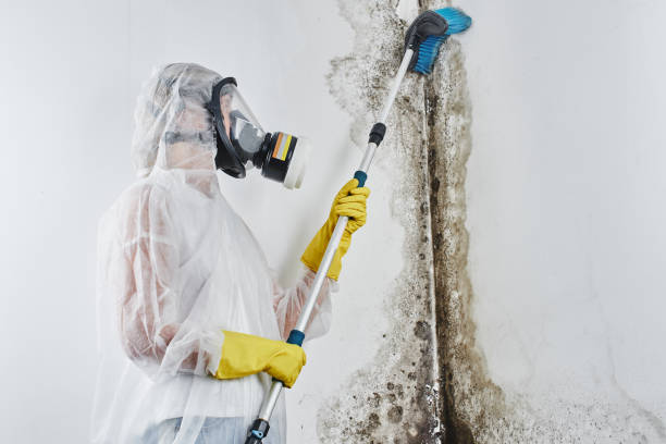 Best Commercial Mold Removal  in Ellwood City, PA