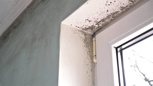 Crawl Space Mold Removal in Ellwood City, PA