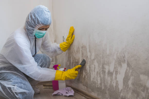 Best Mold Damage Repair  in Ellwood City, PA