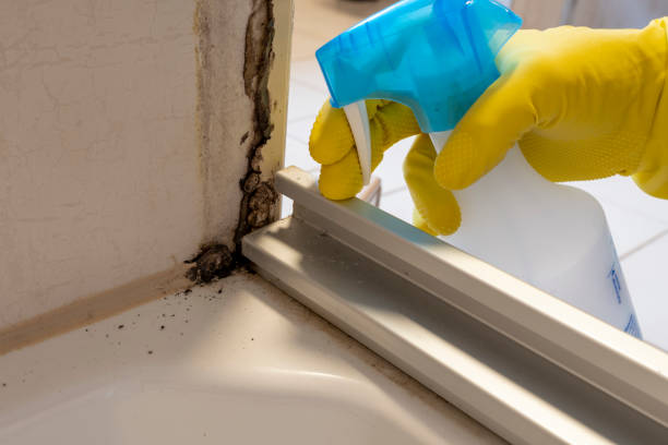 Best Same-Day Mold Removal  in Ellwood City, PA