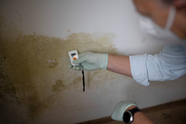 Best Mold Removal and Inspection  in Ellwood City, PA