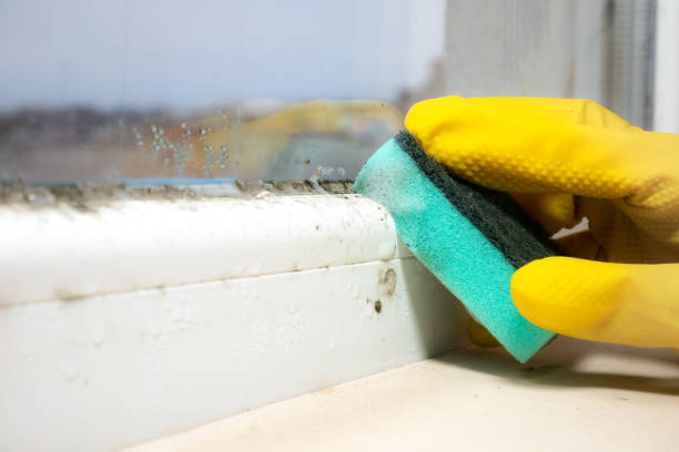 Best Certified Mold Removal  in Ellwood City, PA