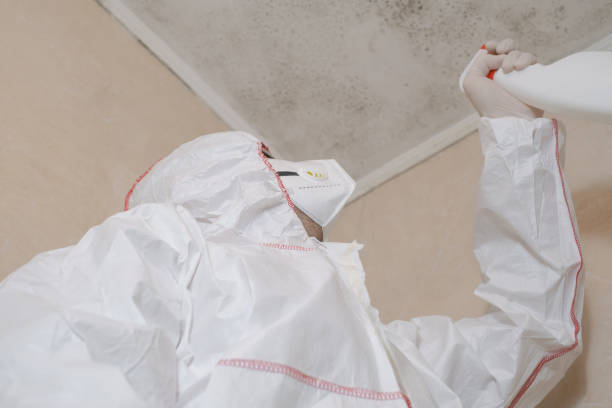 Best Attic Mold Removal  in Ellwood City, PA