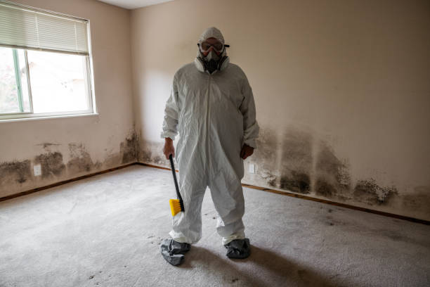 Best Office Mold Removal Services  in Ellwood City, PA
