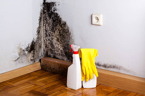 Best Local Mold Removal Service  in Ellwood City, PA