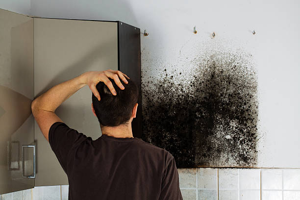 Trusted Ellwood City, PA Mold Removal Experts