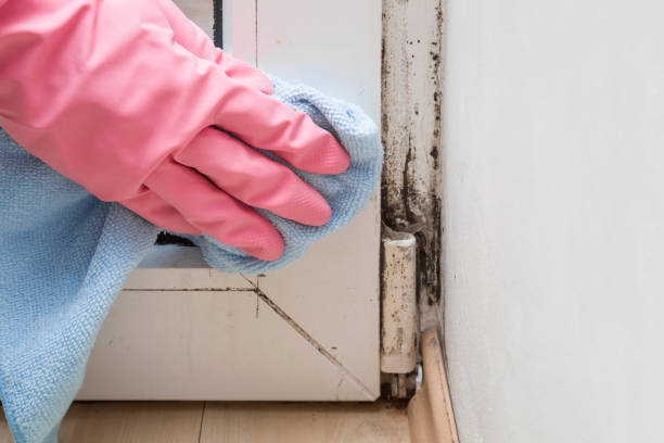 Best Mold Remediation  in Ellwood City, PA