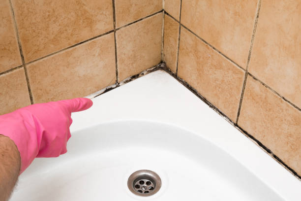 Best Mold Removal Process  in Ellwood City, PA