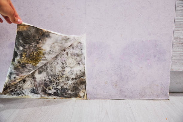 Best Certified Mold Removal  in Ellwood City, PA